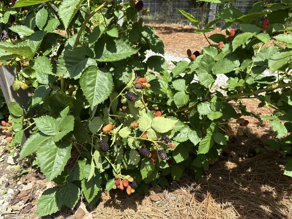 Top-rated outdoor landscaping near you in Madison, MS by Short Horticulture