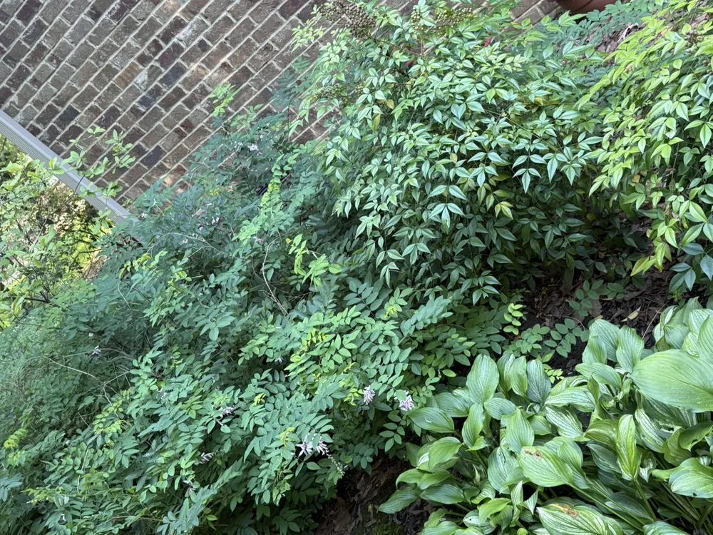 Affordable outdoor landscaping in Madison, MS - Short Horticulture