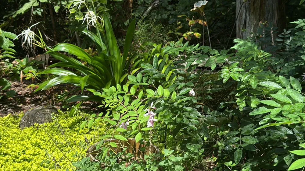 Affordable yard cleanup service in Madison, MS by Short Horticulture