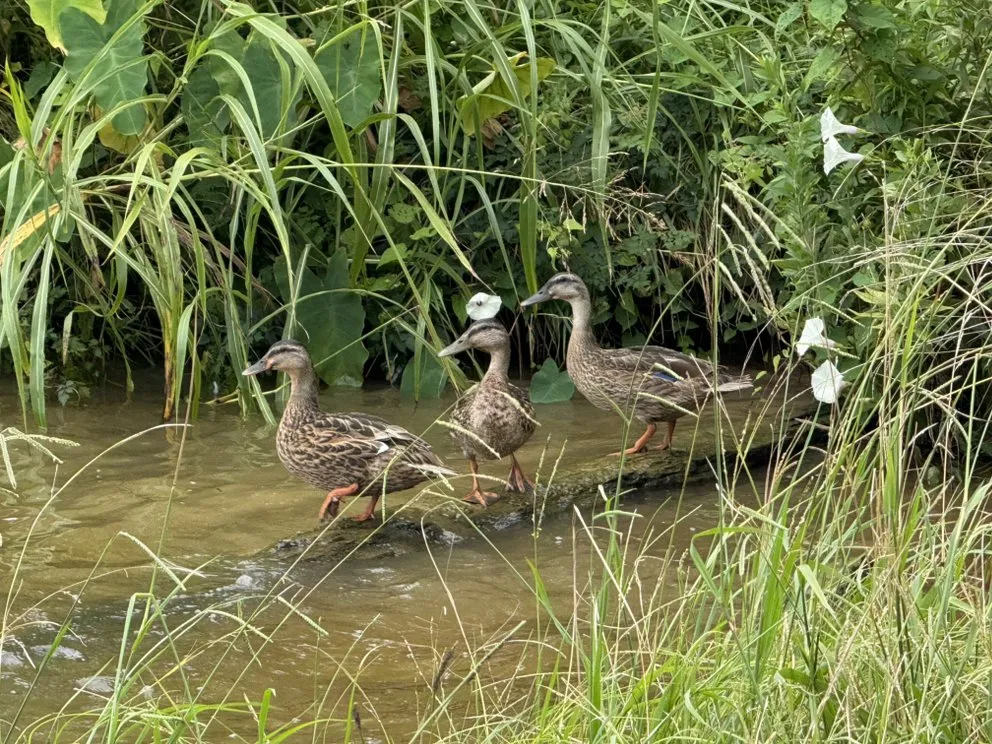Local garden landscaping near you across Madison, MS - Short Horticulture