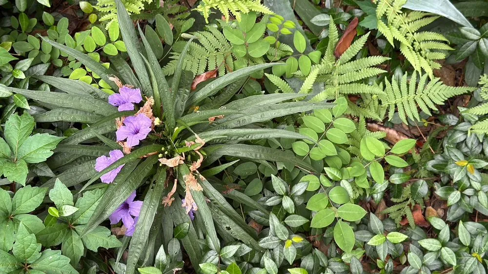 Professional outdoor landscaping in Madison, MS - Short Horticulture