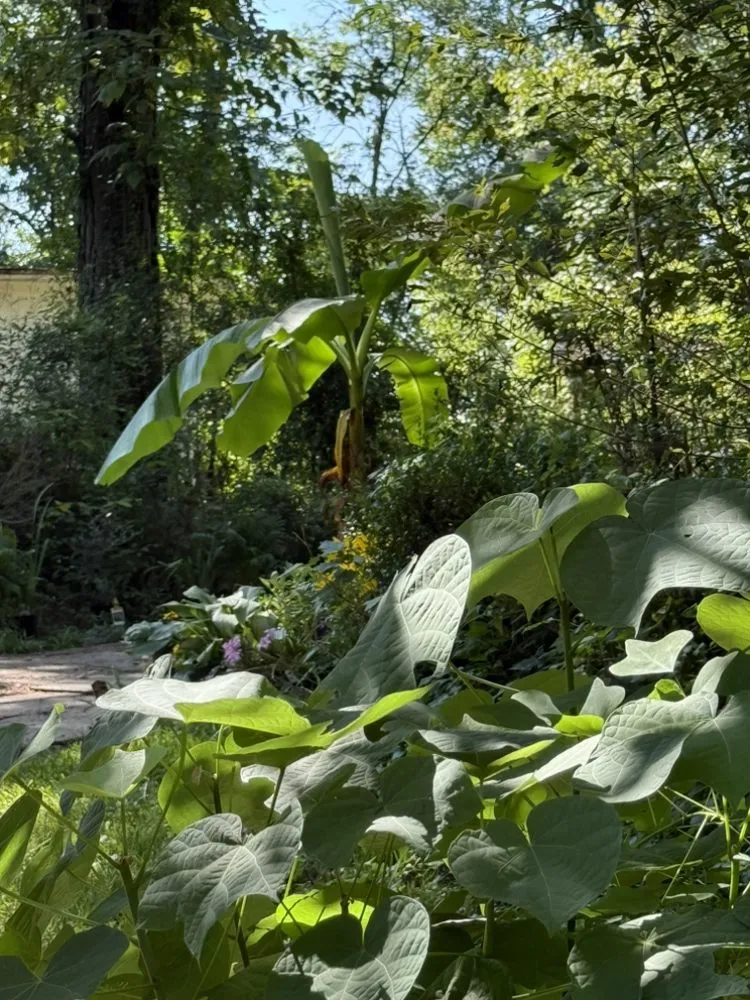 Reliable lawn mowing service for homes across Madison, MS - Short Horticulture