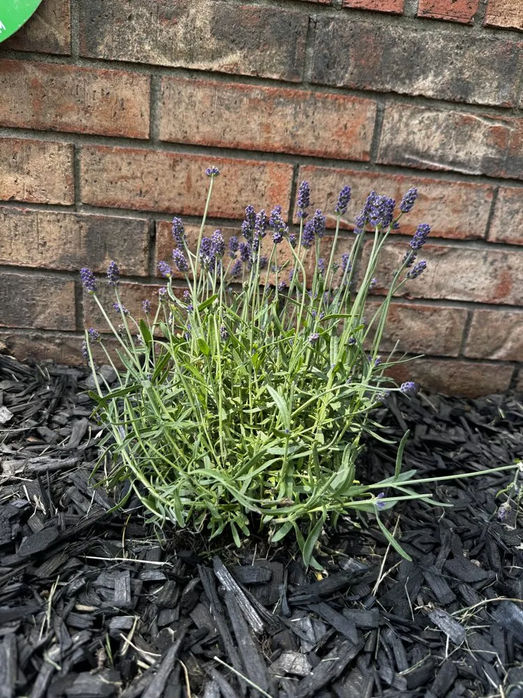 Affordable residential landscaping for residential properties across Oologah, OK - Short Solutions