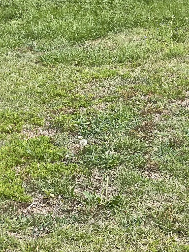 Affordable lawn care service in Boston, GA by Shorty’s Lawn Care