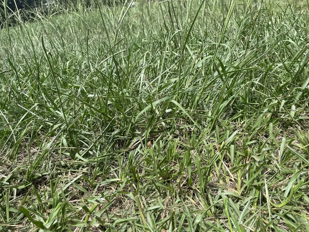 Expert landscape installation experts serving Boston, GA - Shorty’s Lawn Care