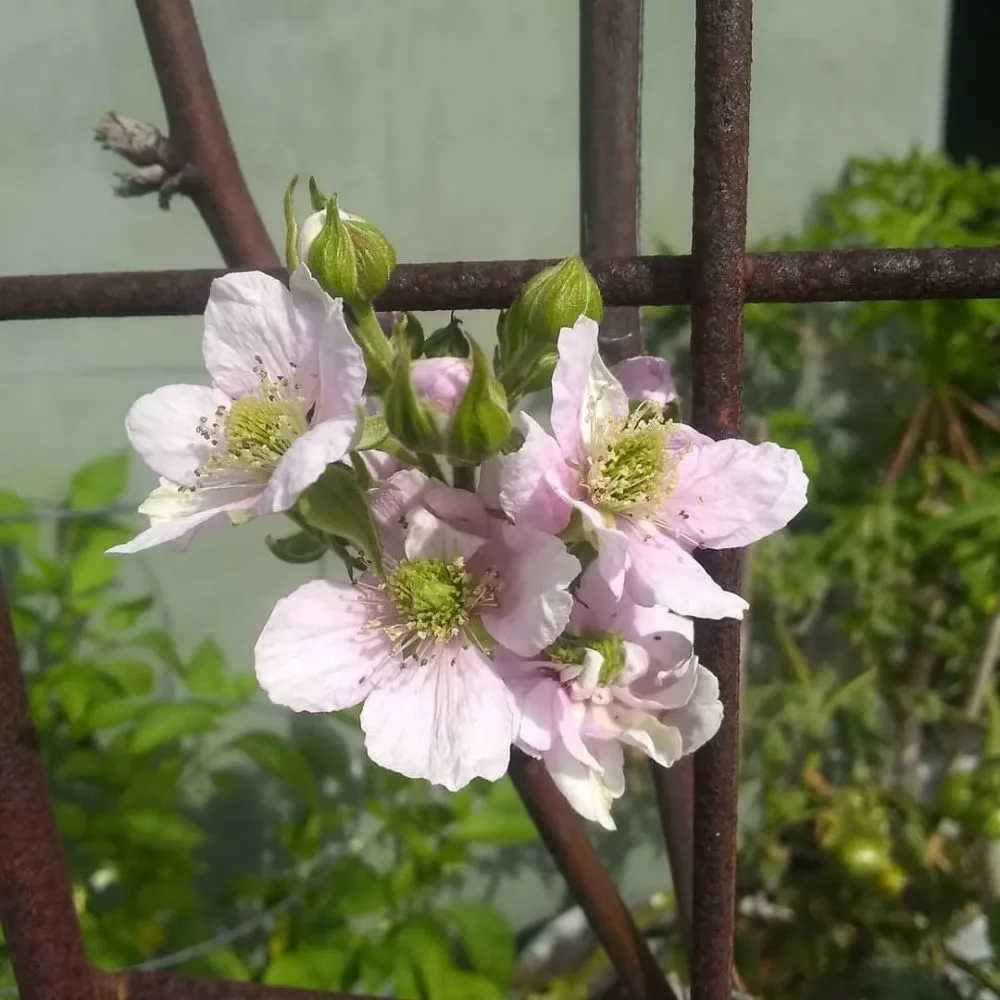 Reliable yard maintenance in Pomona, CA - Shoshin Ecological Farming & Gardening Services