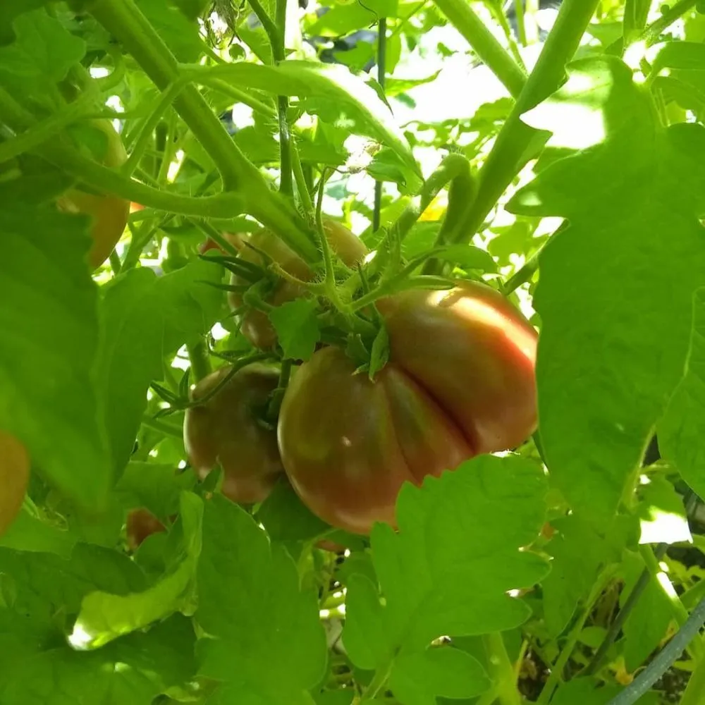 Reliable lawn mowing service for residential properties across Pomona, CA - Shoshin Ecological Farming & Gardening Services