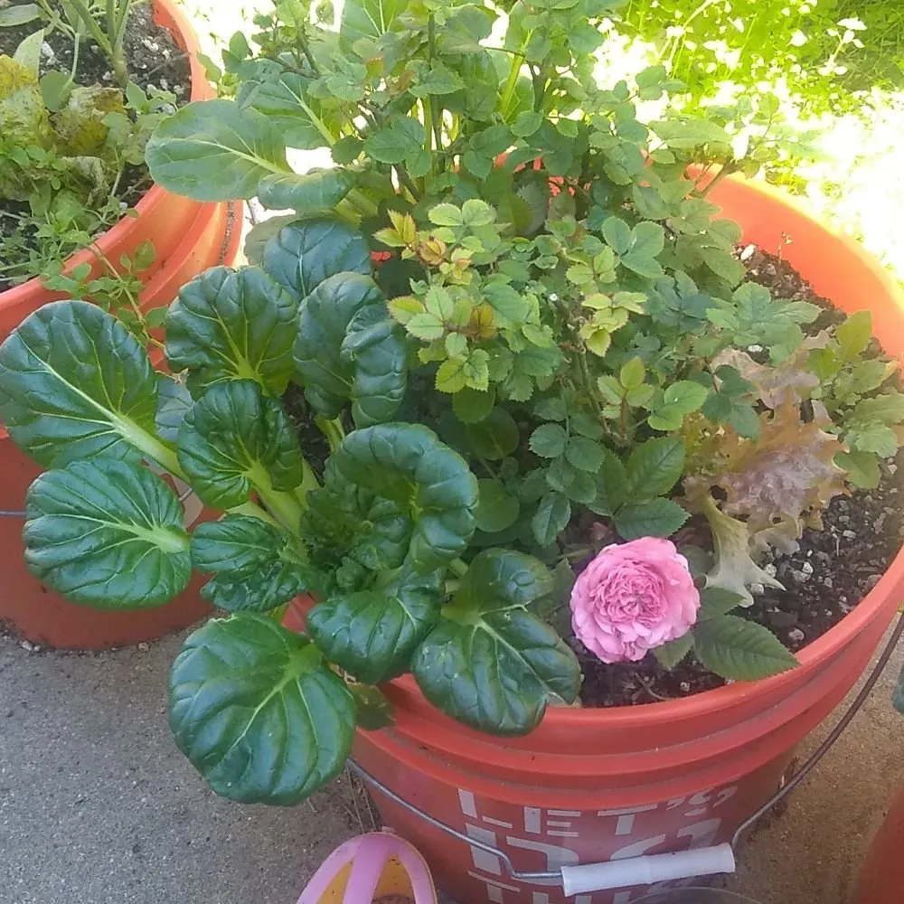 Trusted landscape design in Pomona, CA - Shoshin Ecological Farming & Gardening Services