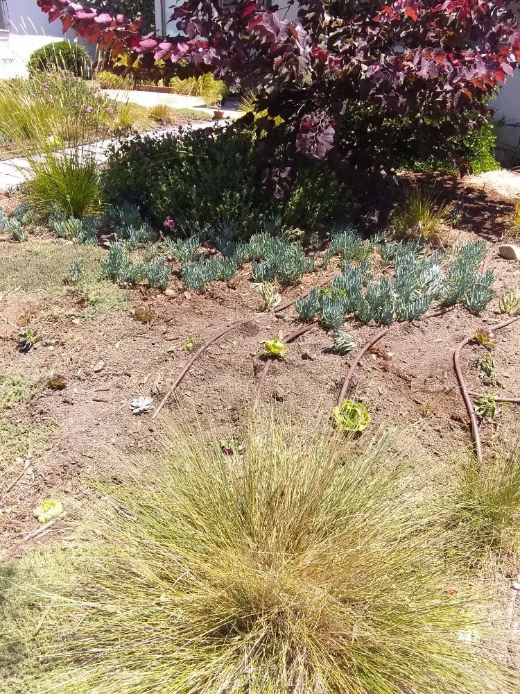 Professional residential landscaping experts serving Pomona, CA - Shoshin Ecological Farming & Gardening Services