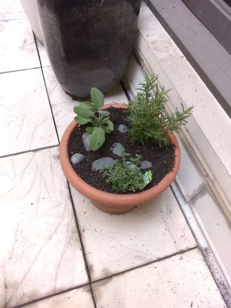 Reliable lawn care service for homes in Pomona, CA by Shoshin Ecological Farming & Gardening Services