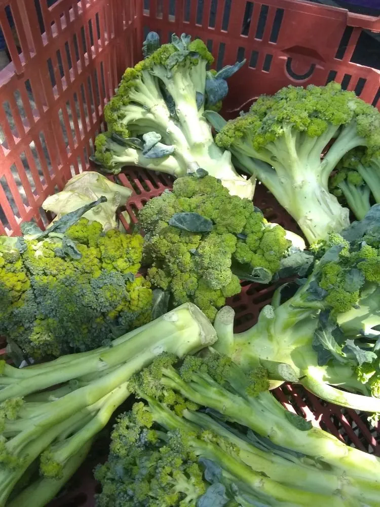 Top-rated lawn care service in Pomona, CA by Shoshin Ecological Farming & Gardening Services