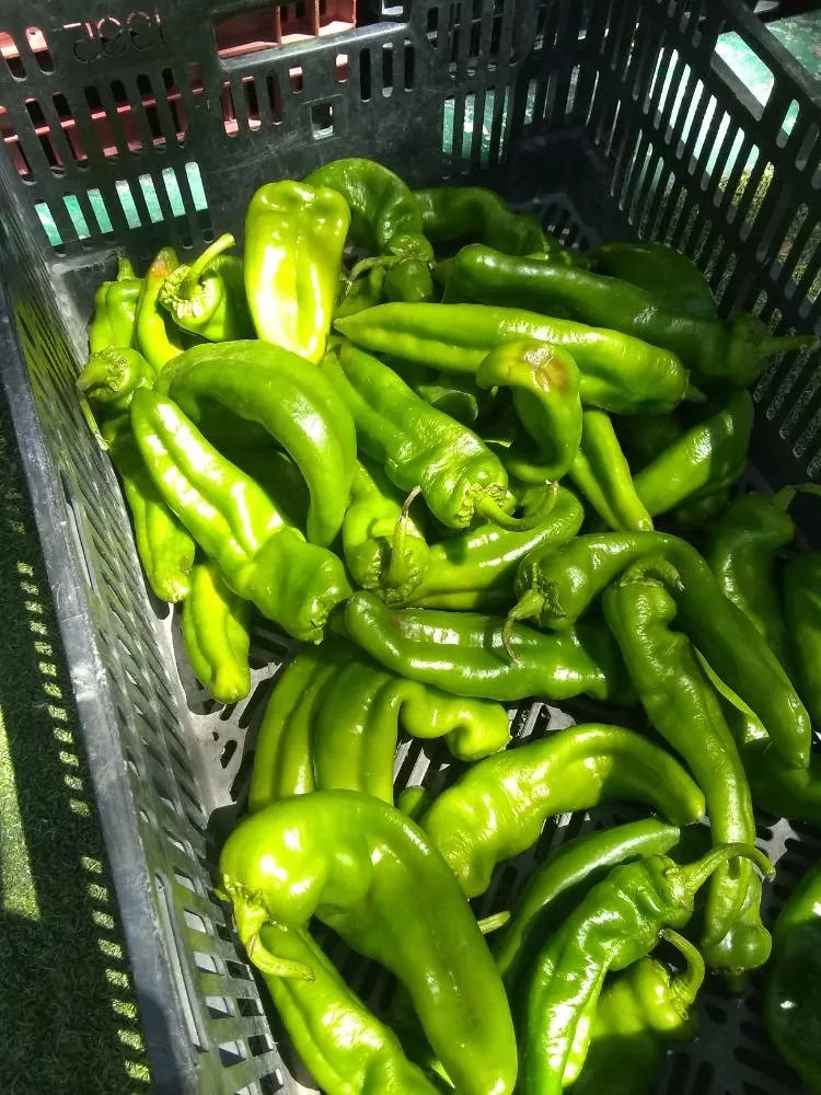 Reliable yard cleanup service in Pomona, CA - Shoshin Ecological Farming & Gardening Services