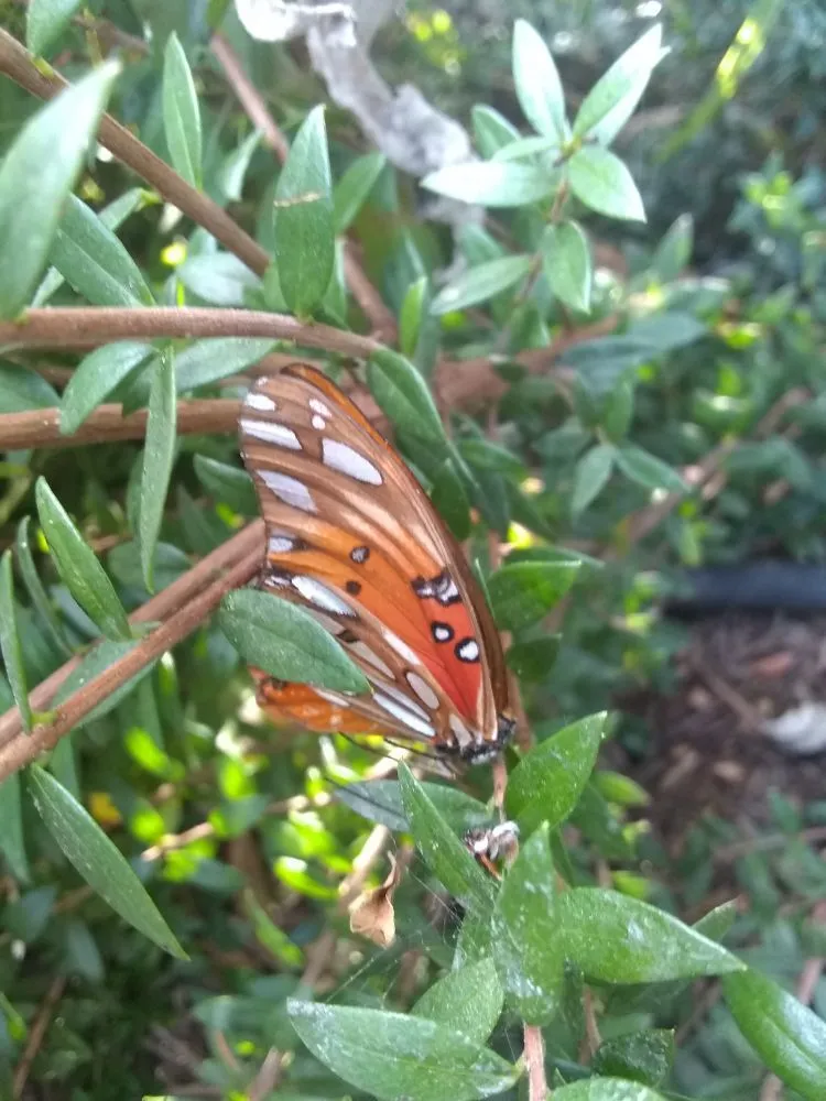 Reliable landscaping services in Pomona, CA by Shoshin Ecological Farming & Gardening Services
