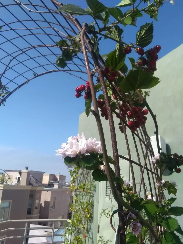 Trusted landscaping services in Pomona, CA - Shoshin Ecological Farming & Gardening Services