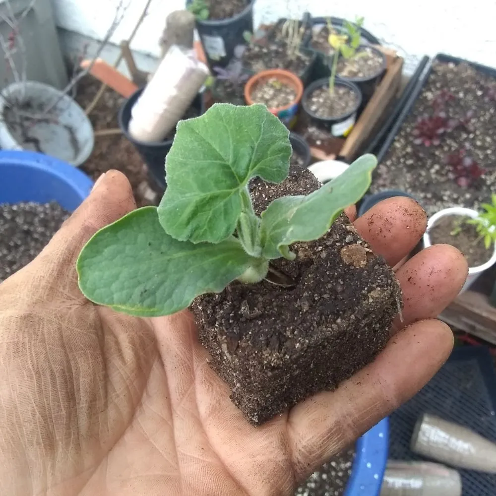 Local lawn mowing service experts serving Pomona, CA - Shoshin Ecological Farming & Gardening Services