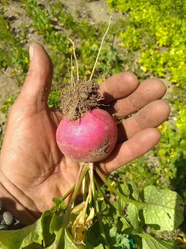 Local garden landscaping for residential properties across Pomona, CA - Shoshin Ecological Farming & Gardening Services