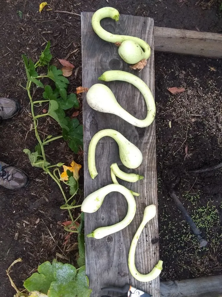 Local lawn mowing service in Pomona, CA by Shoshin Ecological Farming & Gardening Services