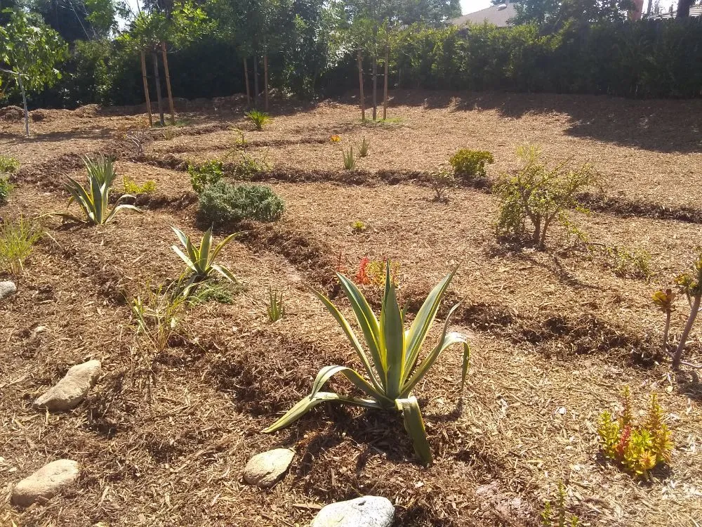 Trusted yard maintenance for year-round maintenance in Pomona, CA by Shoshin Ecological Farming & Gardening Services