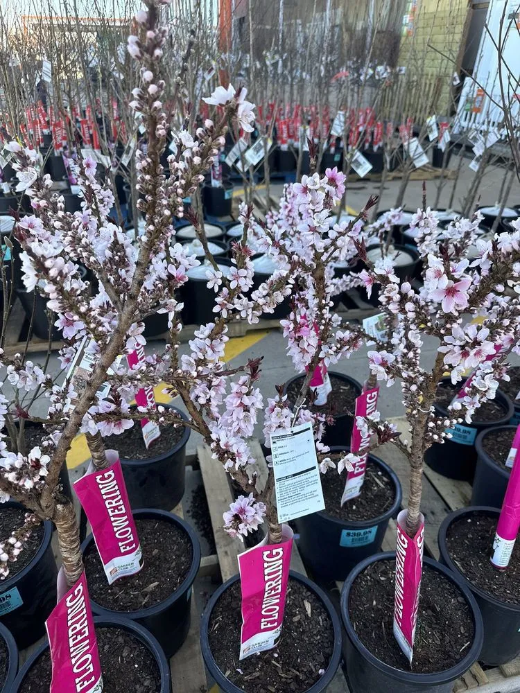 Top-rated lawn care service in St. Louis, MO by Show Up Show Off Landscaping And More