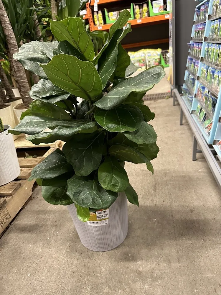 Affordable residential landscaping near you across St. Louis, MO - Show Up Show Off Landscaping And More