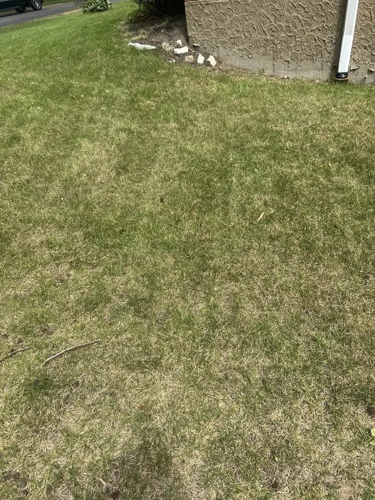 Custom yard cleanup service near you in St. Louis, MO by Show Up Show Off Landscaping And More