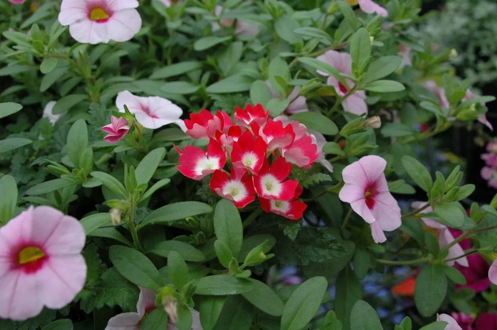 Local yard cleanup service experts serving Coldwater, MI - Showcase Gardens & Landscaping