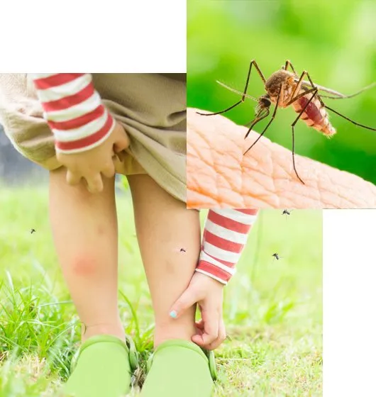 Reliable landscaping services for homes across Minneapolis, MN - Showcase Lawn Care