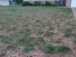 Top-rated landscaping services in Billings, MO - Showcase Lawns