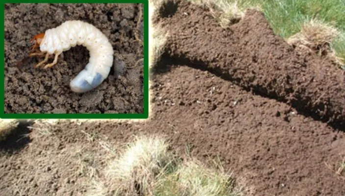 Professional yard maintenance for year-round maintenance across Billings, MO - Showcase Lawns