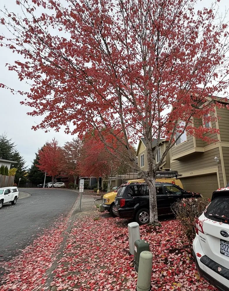 Affordable yard maintenance in Sherwood, OR - Showplace Landscape Services