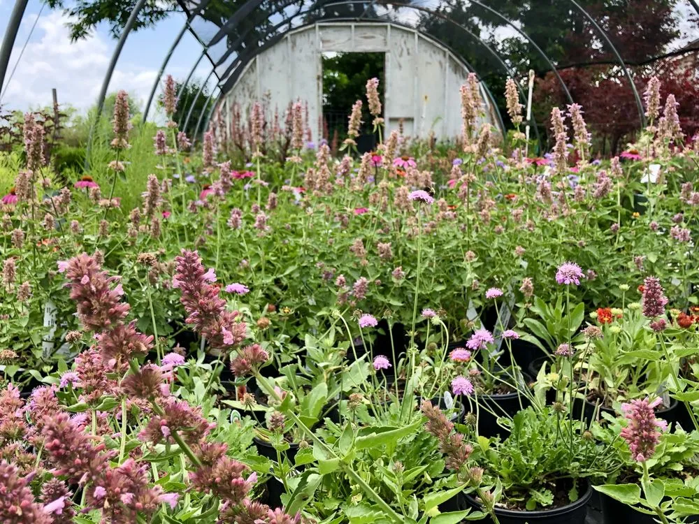 Custom landscape design for year-round maintenance across Dry Ridge, KY - Showplace Landscaping, Inc.