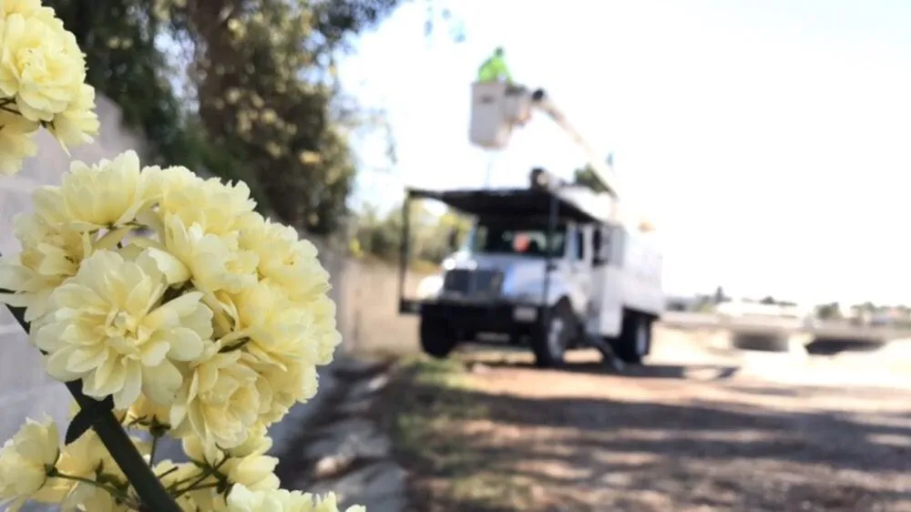 Professional yard maintenance in Camarillo, CA - Showscapes & Treescapes