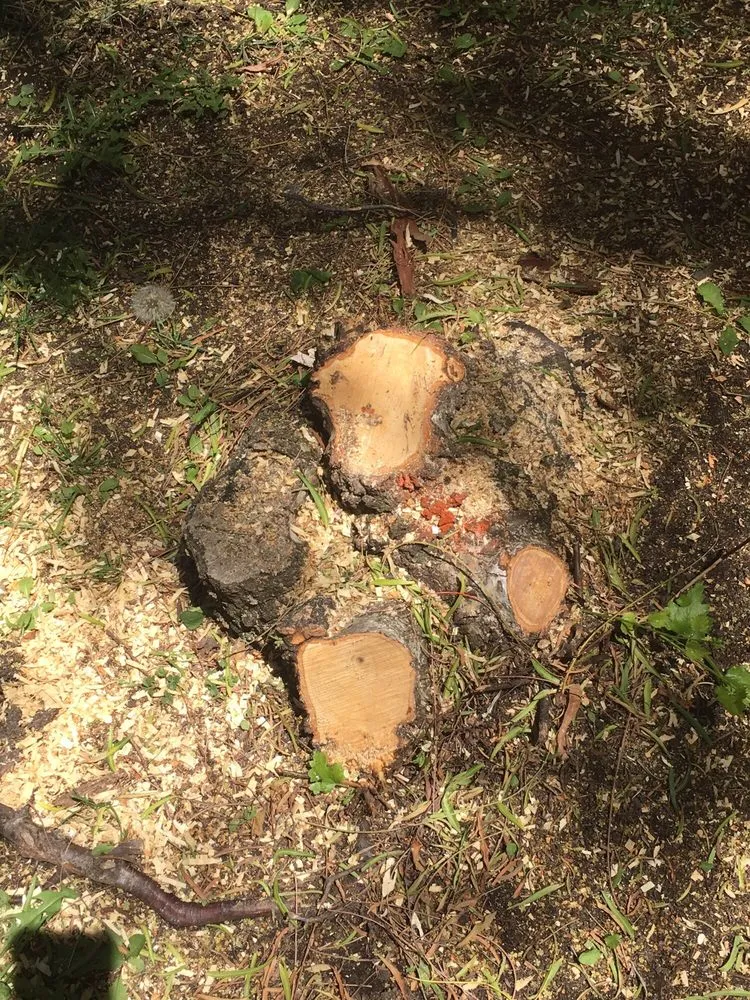 Expert landscape installation near you across Camarillo, CA - Showscapes & Treescapes