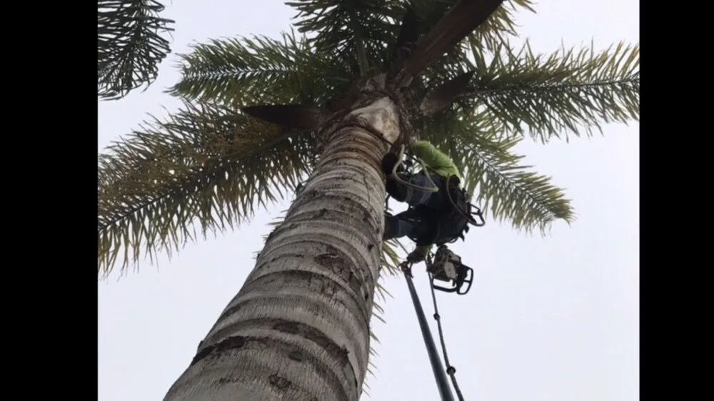 Top-rated residential landscaping in Camarillo, CA by Showscapes & Treescapes