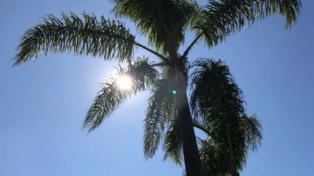 Local outdoor landscaping in Camarillo, CA by Showscapes & Treescapes