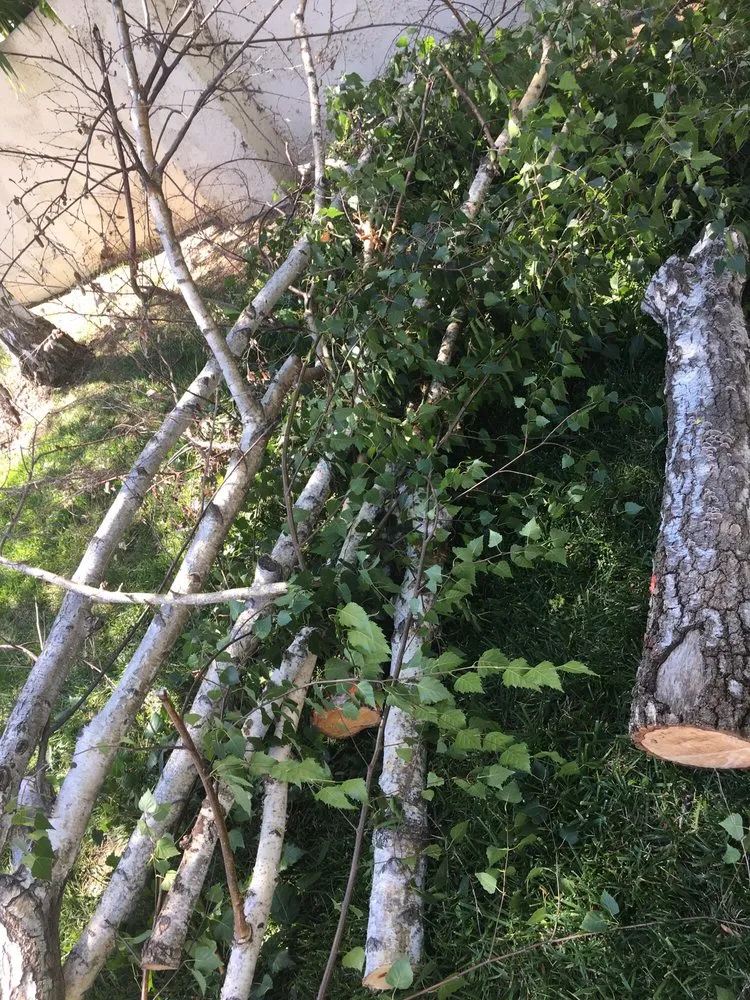 Affordable outdoor landscaping for homes across Camarillo, CA - Showscapes & Treescapes