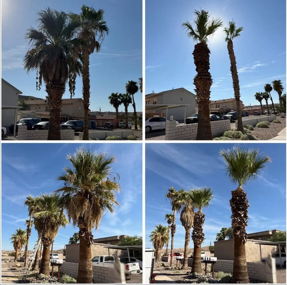 Local lawn mowing service experts serving Bullhead City, AZ - Showtime Landscaping & Maintenance