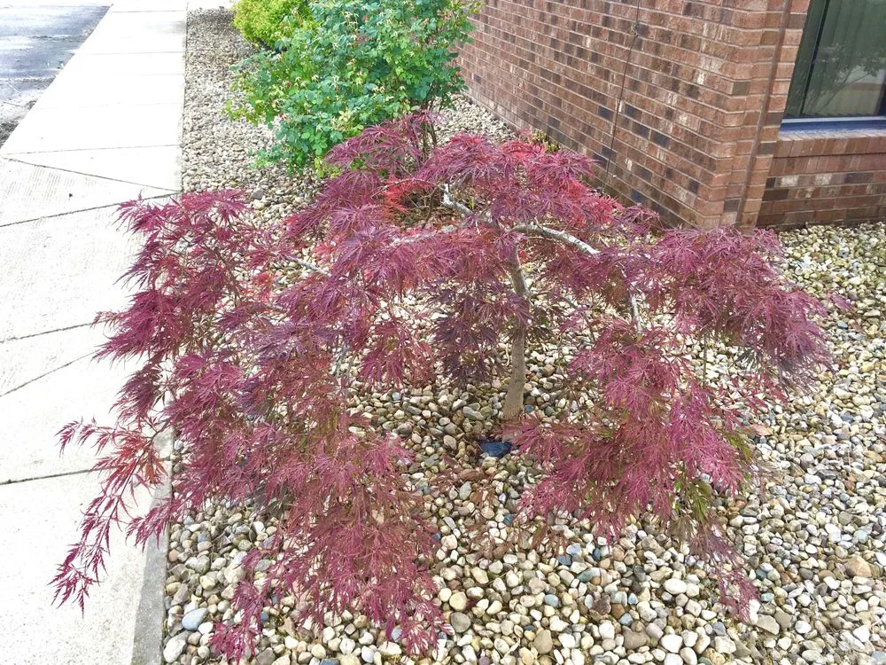 Reliable lawn mowing service in Ashland, KY - Shrub Appeal