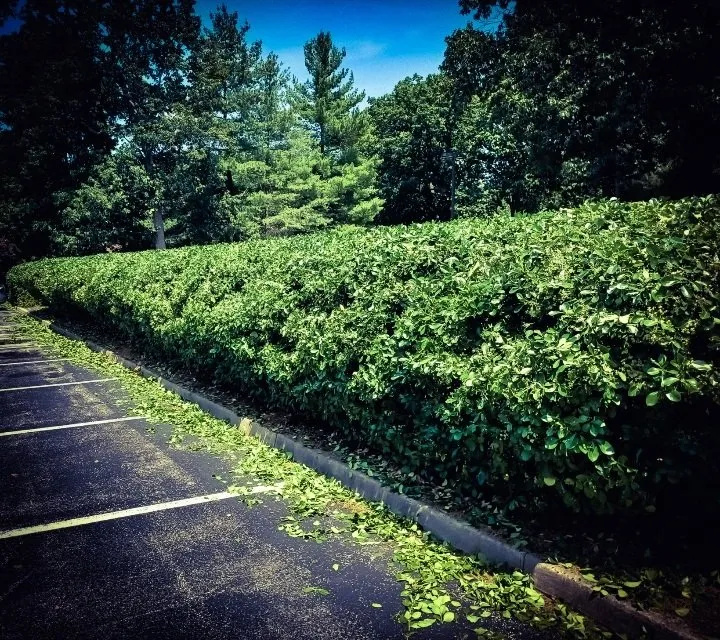 Top-rated landscape design in Berlin Township, NJ by Shrub Brothers