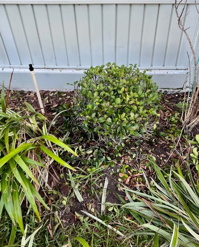 Top-rated landscape installation near you across Sun City, FL - Shrub Masters
