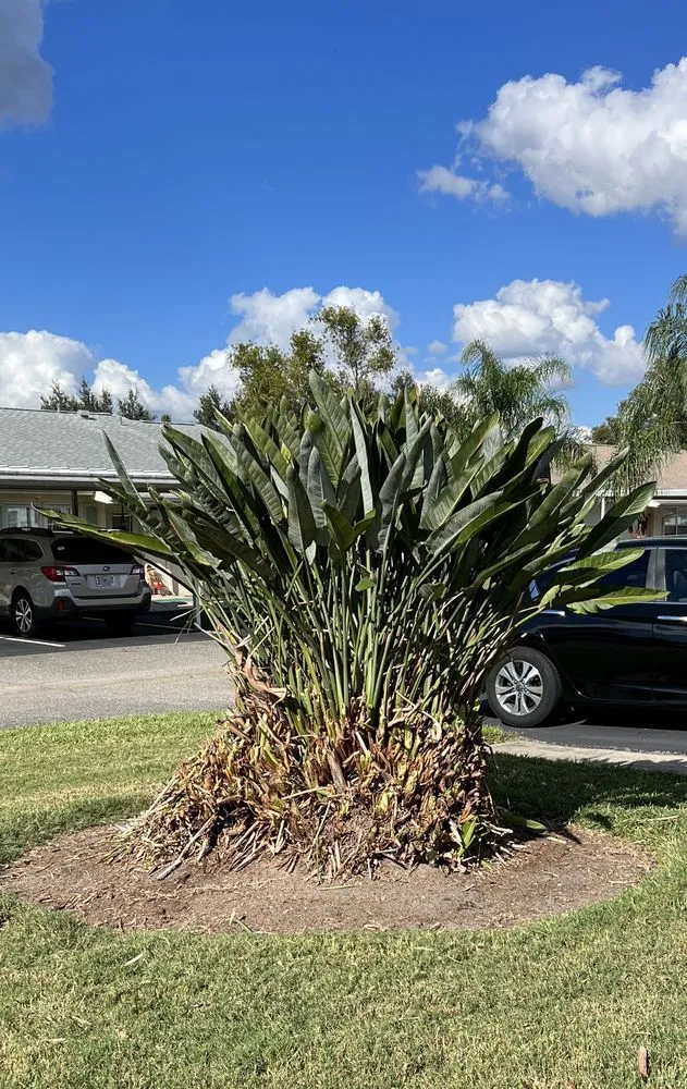 Affordable landscape design for residential properties across Sun City, FL - Shrub Masters