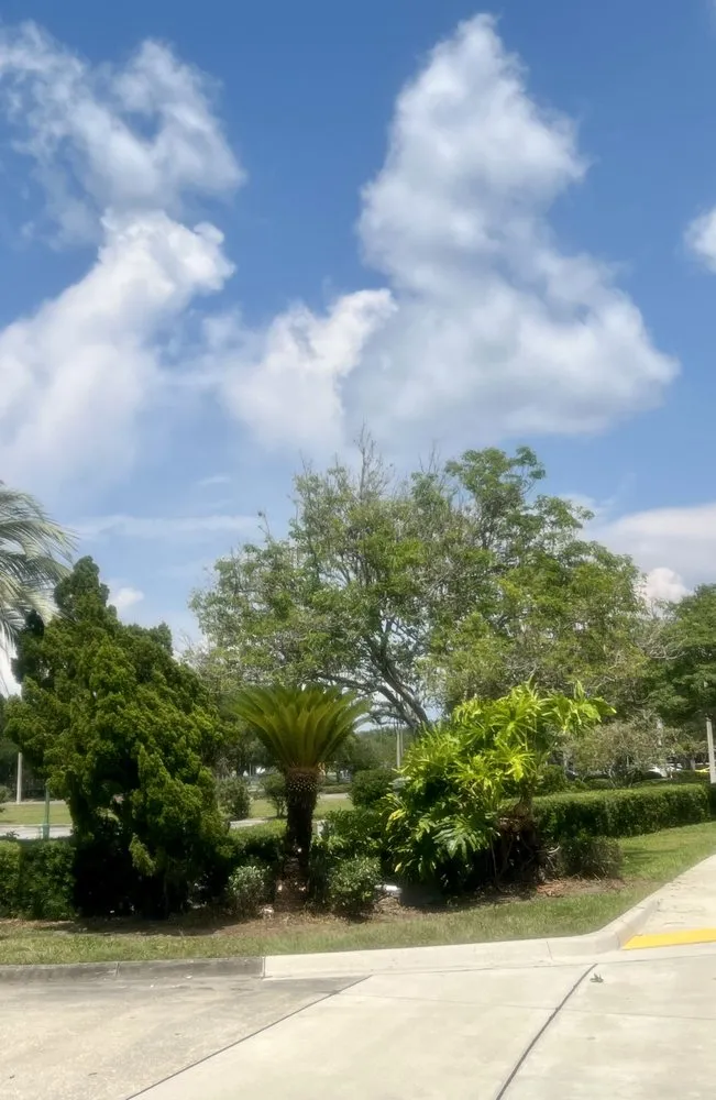 Custom garden landscaping for beautiful yards in Sun City, FL by Shrub Masters