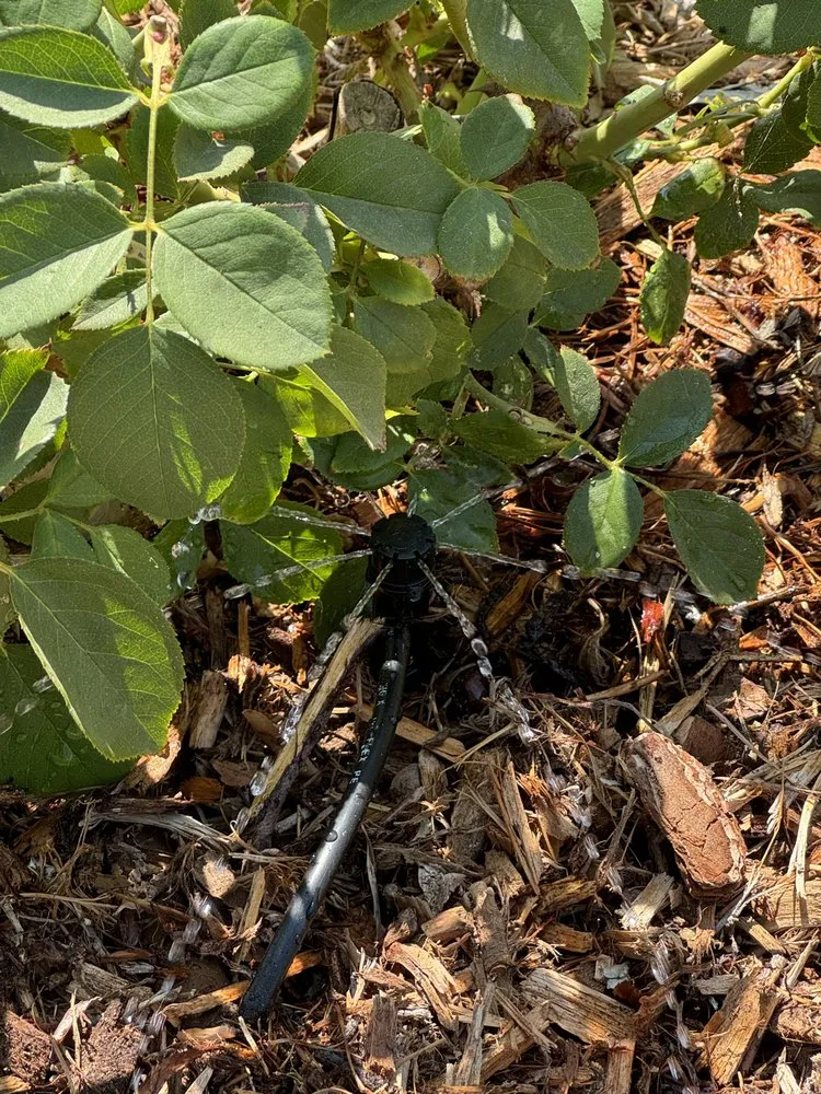 Trusted yard cleanup service for residential properties in Menifee, CA by ShrubGator