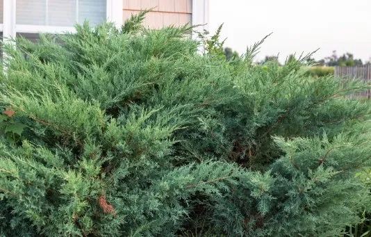 Trusted residential landscaping in Nolensville, TN by ShrubTeam Shrub & Small Tree Care