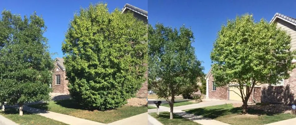 Top-rated landscape installation in Nolensville, TN - ShrubTeam Shrub & Small Tree Care