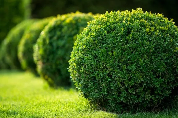 ShrubTeam Shrub & Small Tree Care