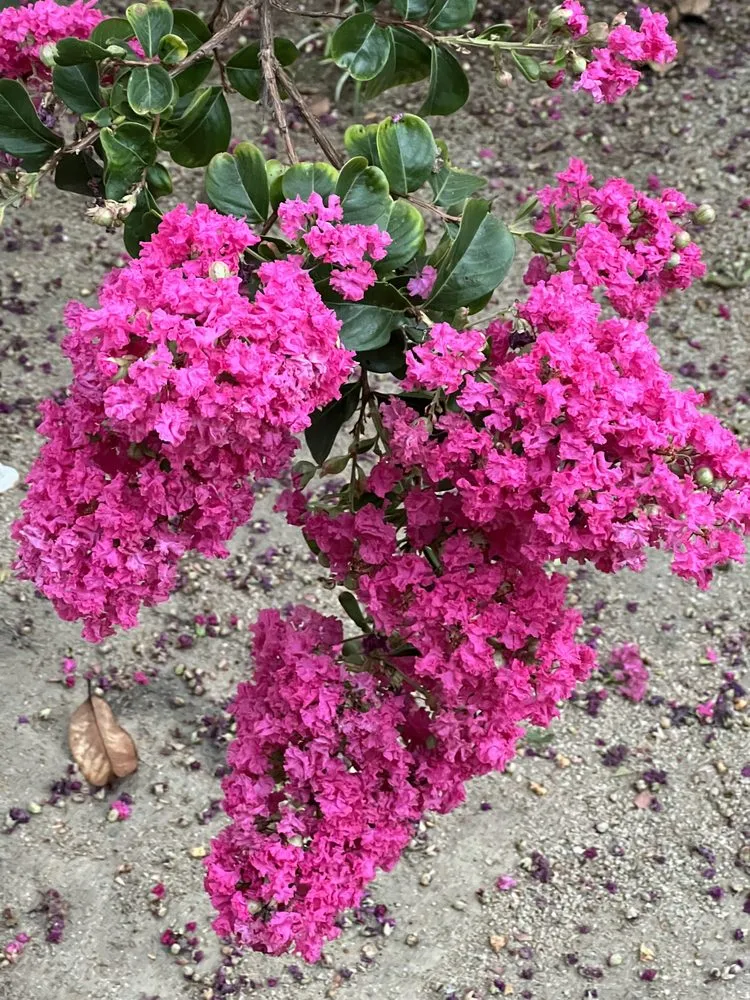 Affordable residential landscaping experts serving Santa Clara, CA - Shubha Landscape Design