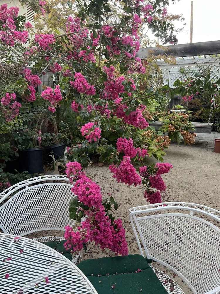 Local lawn care service experts serving Santa Clara, CA - Shubha Landscape Design