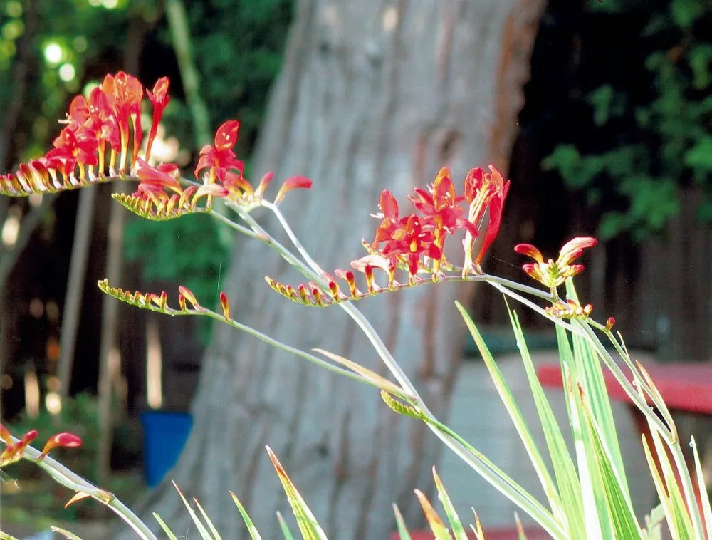 Custom residential landscaping for year-round maintenance in Santa Clara, CA by Shubha Landscape Design
