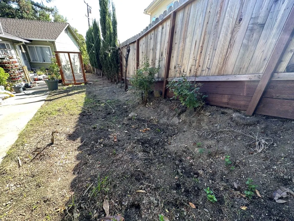 Reliable yard cleanup service in Santa Clara, CA by Shubha Landscape Design